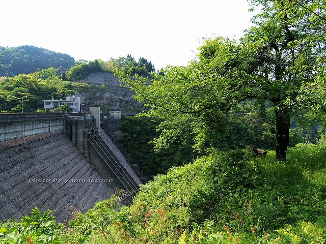 内川ダムのカモシカ2.jpg