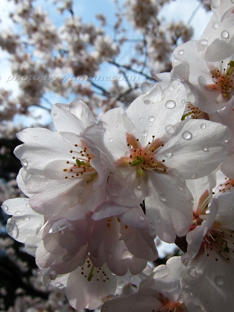 雨上がりの桜.jpg